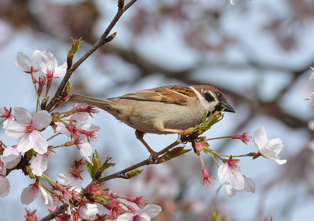 ニュウナイスズメ・オス_e0097534_14324297.jpg