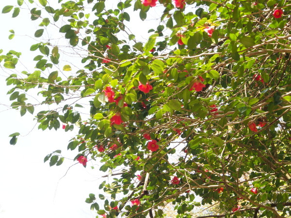 f0353034_23225716.jpg