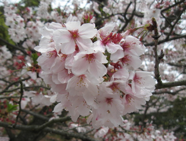 ♪♪　Cherry Blossom  2016_a0068035_2221233.jpg