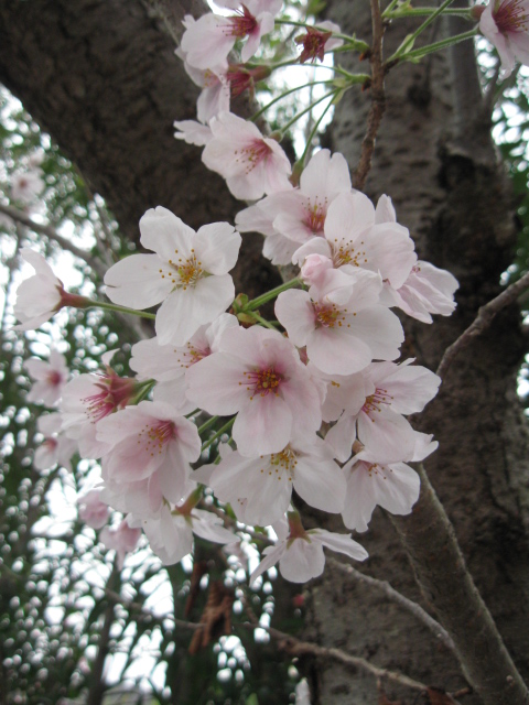 ♪♪　Cherry Blossom  2016_a0068035_2227697.jpg