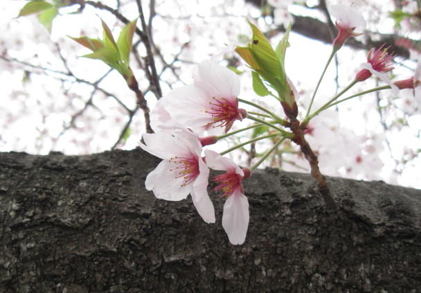 ♪♪　Cherry Blossom  2016_a0068035_22283463.jpg