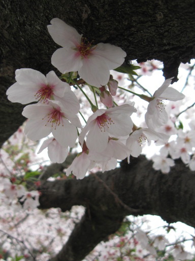 ♪♪　Cherry Blossom  2016_a0068035_22293759.jpg