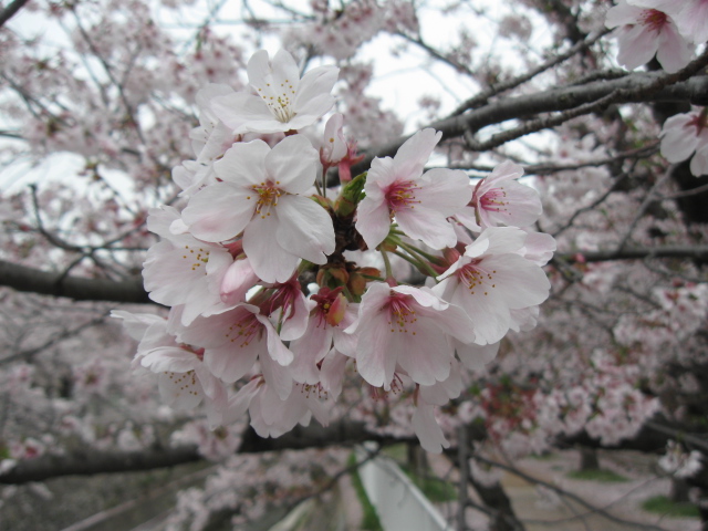 ♪♪　Cherry Blossom  2016_a0068035_22305322.jpg