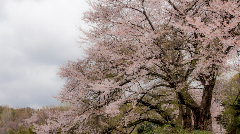 桜　さくら　櫻　サクラ　　016/4/11_d0060435_1425294.jpg