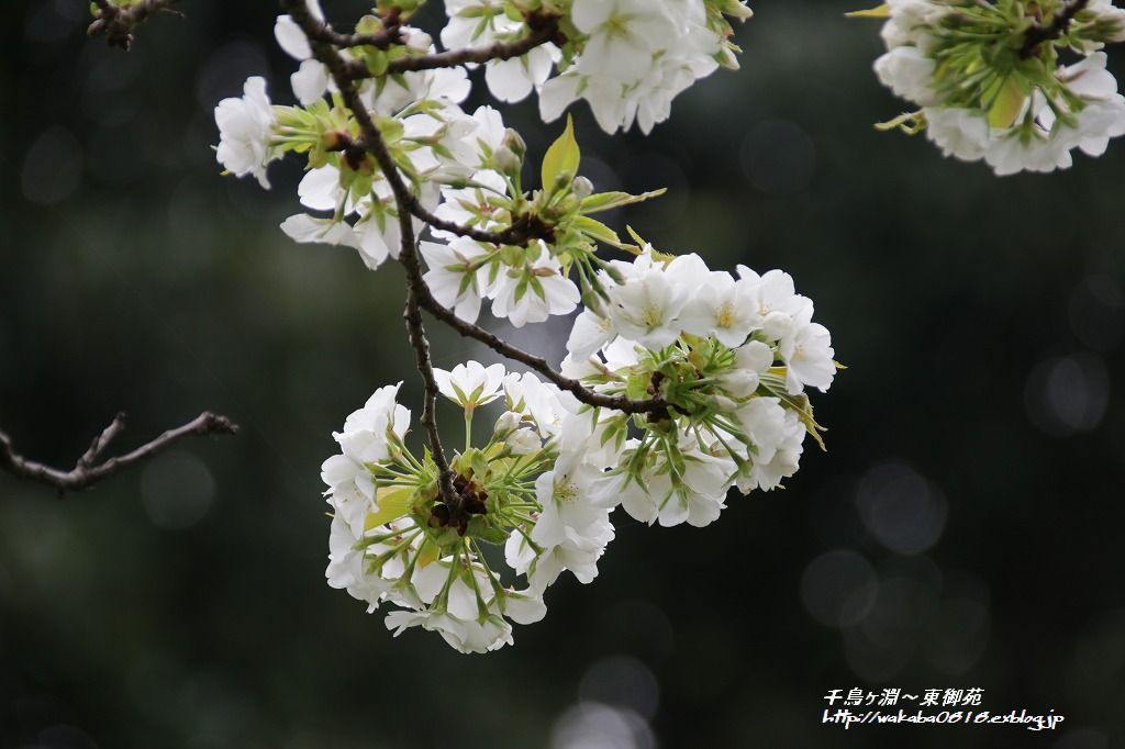 桜の花を回想・・・・・_e0052135_1839298.jpg