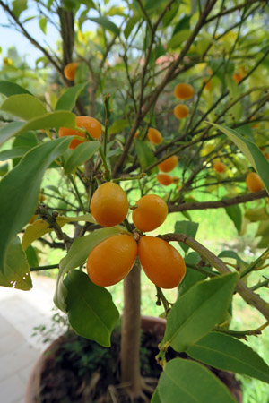 柑橘さわやか金柑ケーキ_f0234936_711431.jpg