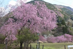 御殿場線近郊、桜ざんまい　・　その１_f0211837_20593686.jpg