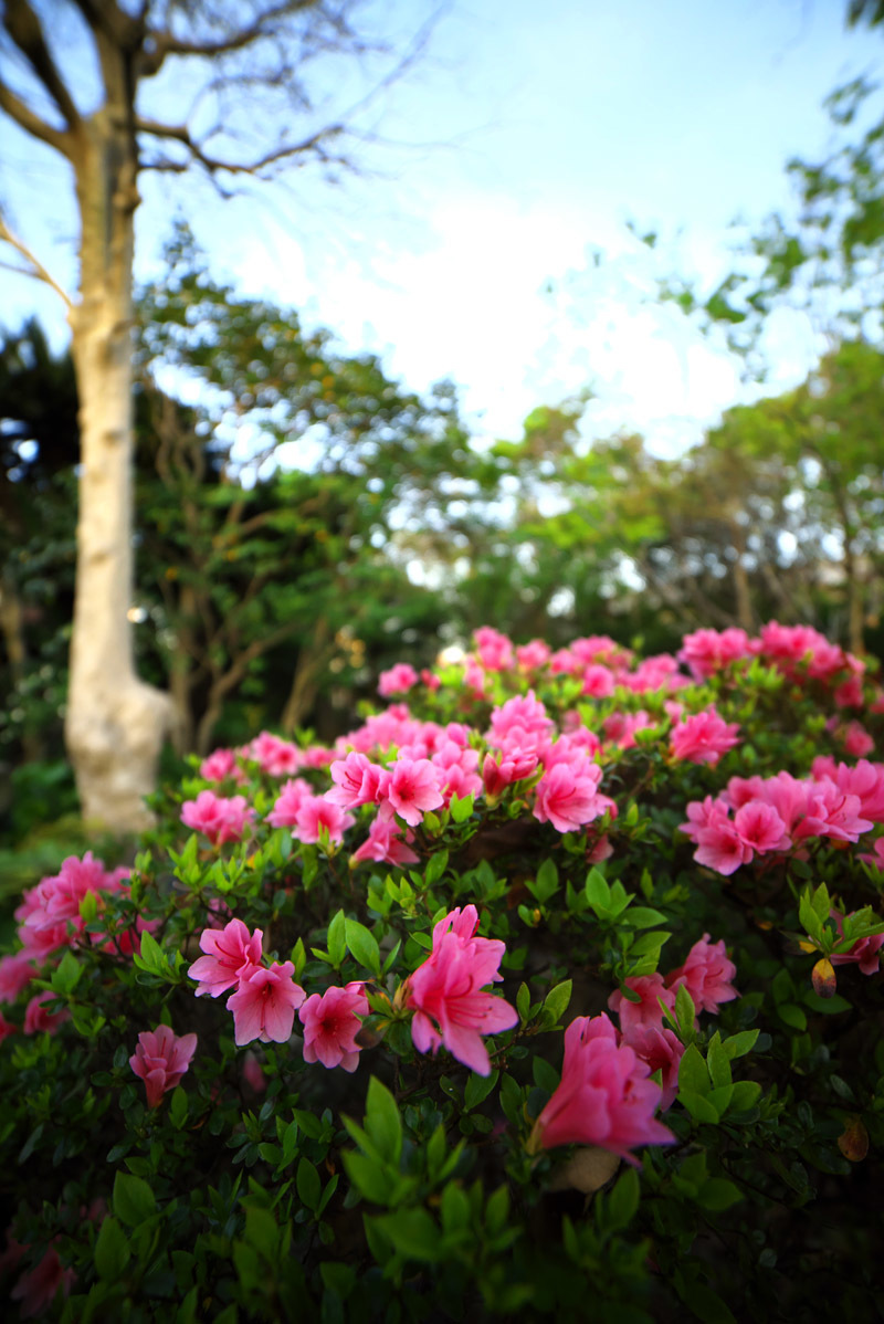サムヤン14mmF2.8現状復帰作戦②_f0346040_22341509.jpg