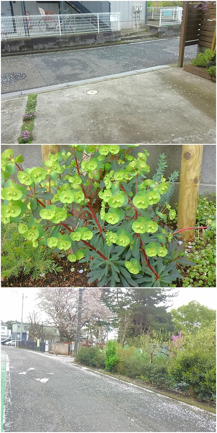 サクラ吹雪☆_c0152341_8281975.jpg