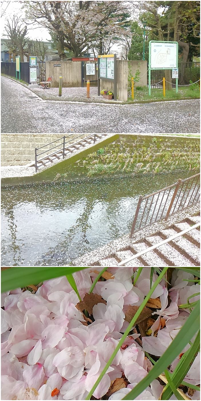 サクラ吹雪☆_c0152341_8283825.jpg