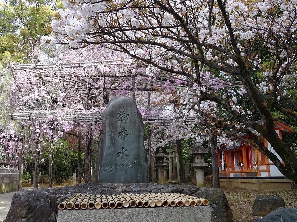 御香宮神社の枝垂れ桜_b0299042_21142652.jpg