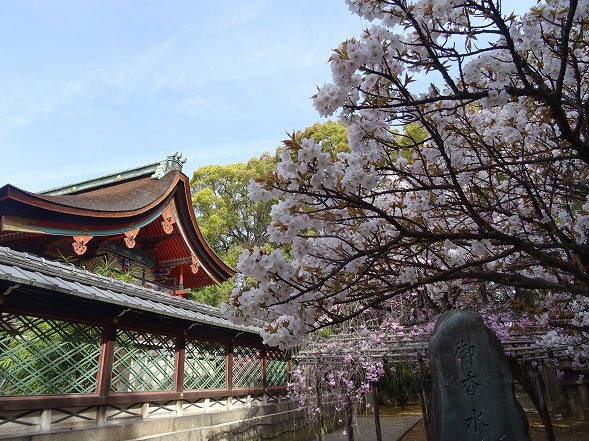 御香宮神社の枝垂れ桜_b0299042_21171693.jpg