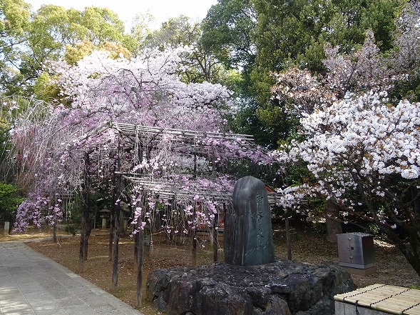 御香宮神社の枝垂れ桜_b0299042_21172334.jpg