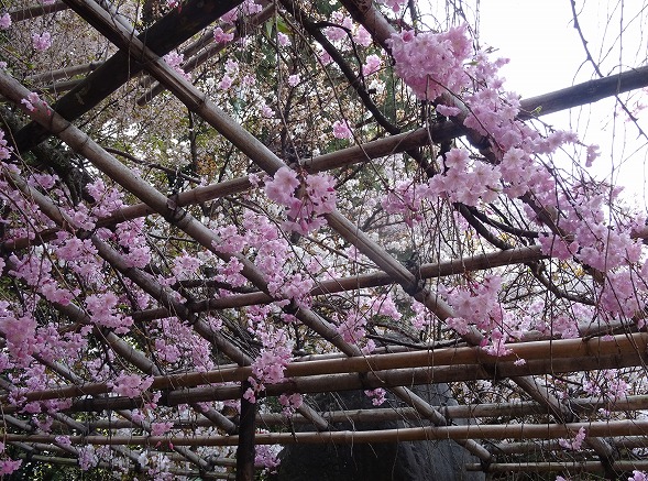 御香宮神社の枝垂れ桜_b0299042_21172917.jpg