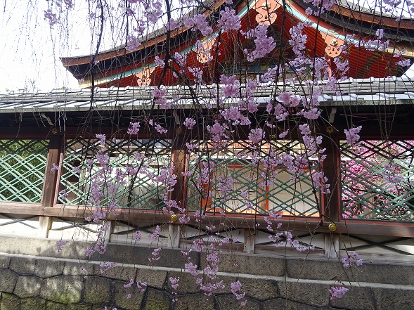 御香宮神社の枝垂れ桜_b0299042_21173946.jpg