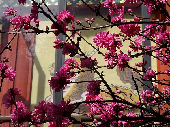 御香宮神社の枝垂れ桜_b0299042_21174520.jpg