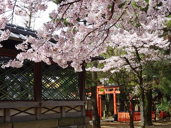 御香宮神社の枝垂れ桜_b0299042_2119298.jpg