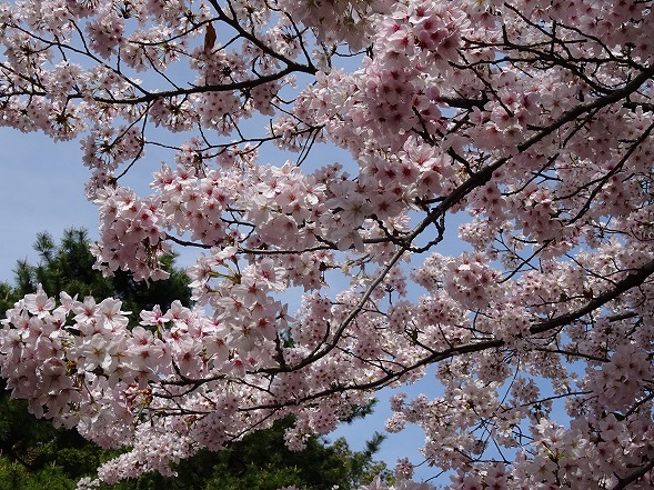 御香宮神社の枝垂れ桜_b0299042_21193957.jpg