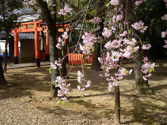 御香宮神社の枝垂れ桜_b0299042_2119474.jpg