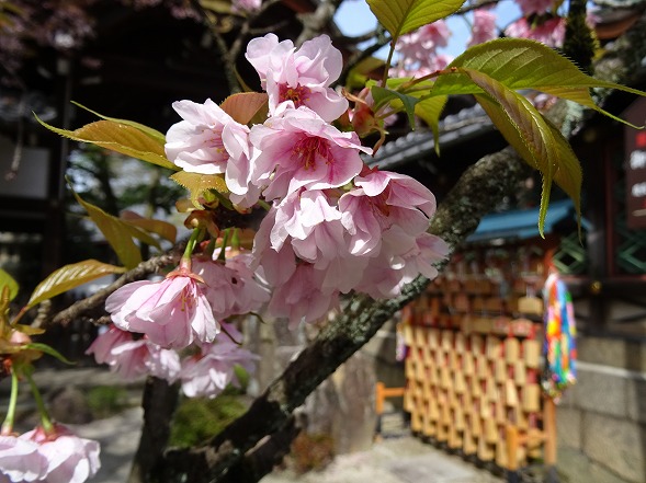 御香宮神社の枝垂れ桜_b0299042_21203531.jpg