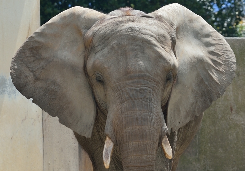 熊本市ZOO_c0363242_20191630.jpg