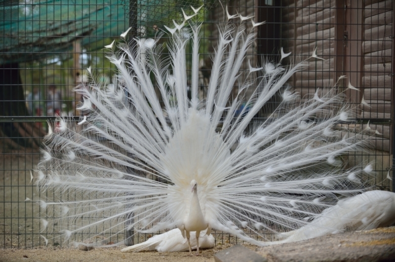 熊本市ZOO_c0363242_20191759.jpg