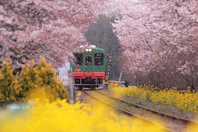 桜を愛でる 孝子桜(宇都宮)~錦鯉公園(鹿沼)~北真岡(真岡)~HONDA周辺(高根沢)_e0227942_11283551.jpg