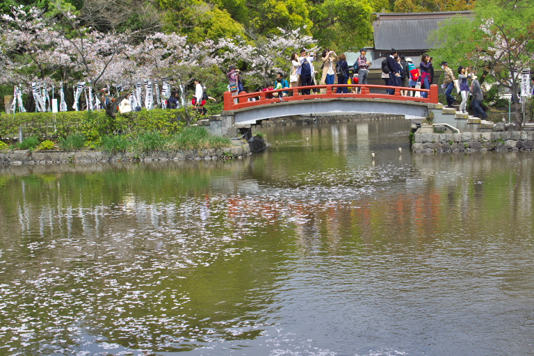 桜散策　鶴岡八幡宮_d0029744_11571934.jpg