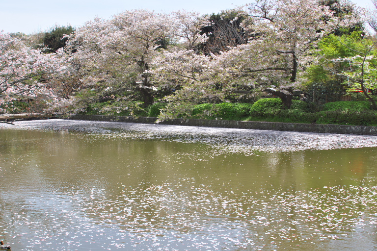 桜散策　鶴岡八幡宮_d0029744_11574441.jpg