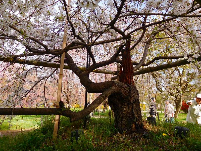 京都でいち押し『京都植物園の桜』20160405_e0237645_17124395.jpg