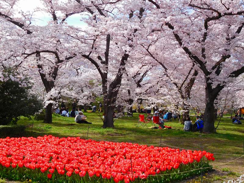 京都でいち押し『京都植物園の桜』20160405_e0237645_171293.jpg