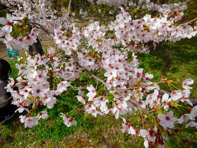 京都でいち押し『京都植物園の桜』20160405_e0237645_17133612.jpg