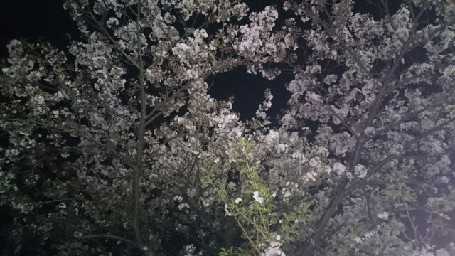 夜桜_c0030950_030249.jpg