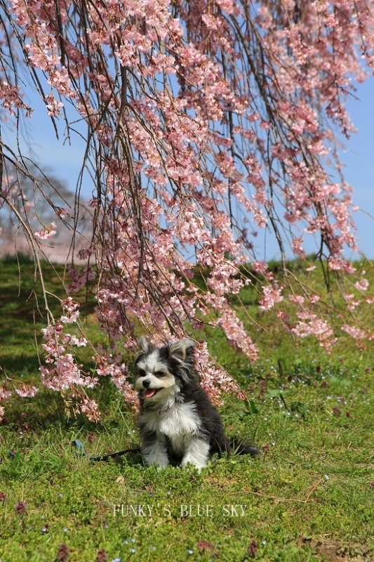 SAKURA*2016　その３－２（お散歩桜*）_c0145250_09342555.jpg