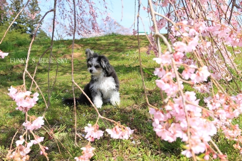 SAKURA*2016　その３－２（お散歩桜*）_c0145250_09342951.jpg