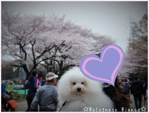 d0118050_12041765.png