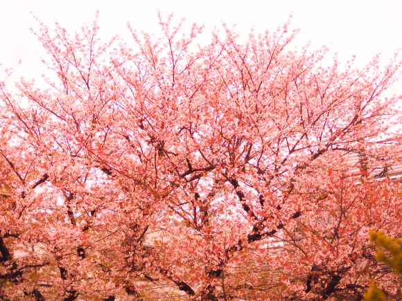 d0341450_12211261.jpeg