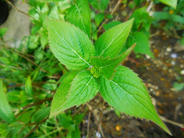 c0327752_18291013.jpg