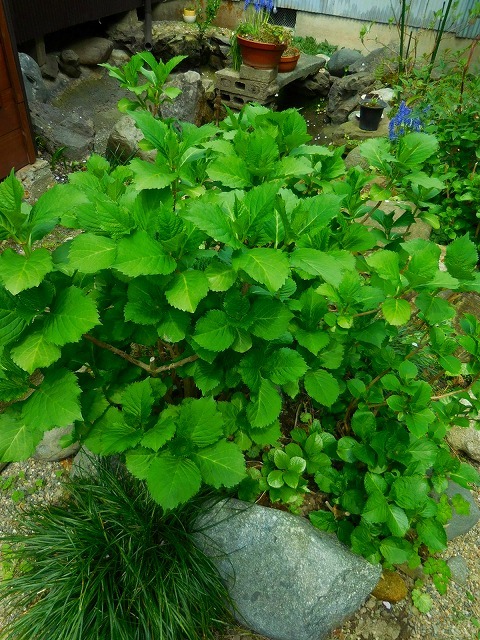 c0327752_18303300.jpg