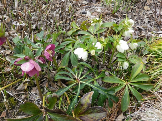 気が付けば、庭の山桜が咲いていました_e0137353_063765.jpg