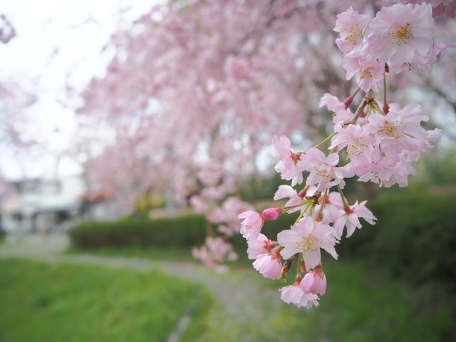 今年の桜も綺麗だったね♪_f0108553_17392863.jpg