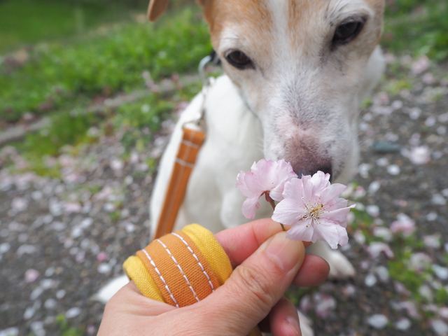 今年の桜も綺麗だったね♪_f0108553_17401141.jpg