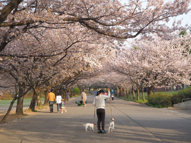 今年の桜も綺麗だったね♪_f0108553_174265.jpg