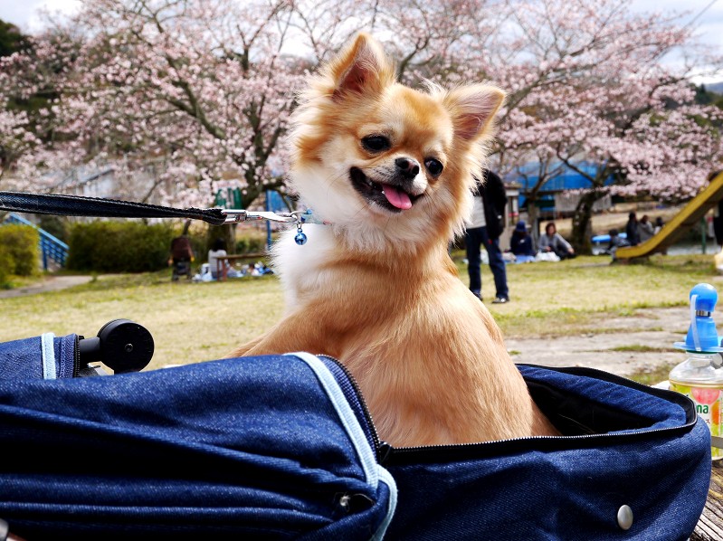　　三匹のチワワ_b0093754_2363652.jpg