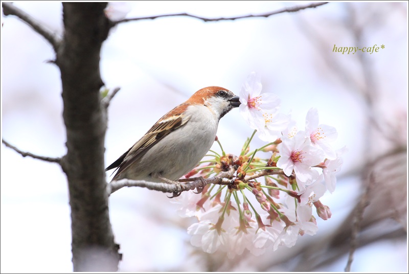 桜とニュウナイスズメ♪_a0167759_1634568.jpg