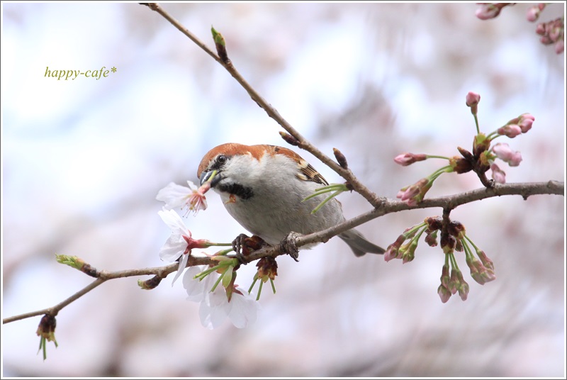 桜とニュウナイスズメ♪_a0167759_16373290.jpg