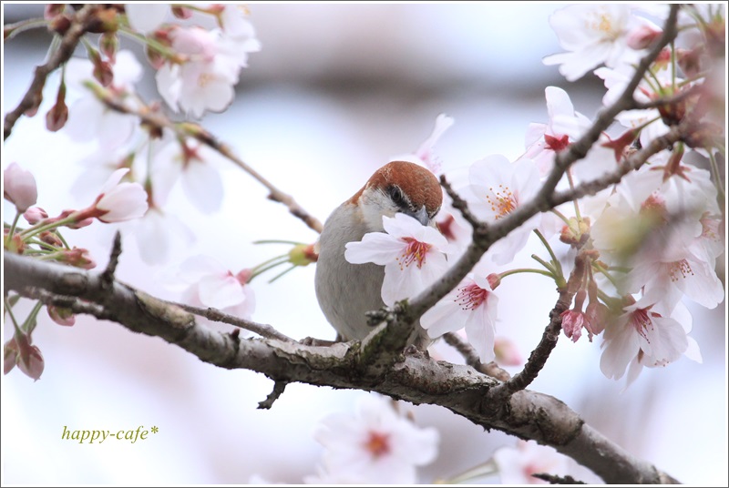 桜とニュウナイスズメ♪_a0167759_16394275.jpg