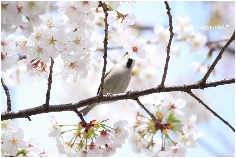 桜とニュウナイスズメ♪_a0167759_1649763.jpg