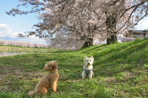 ひとめ千本桜_c0260460_14111408.jpg