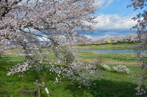 ひとめ千本桜_c0260460_14160025.jpg